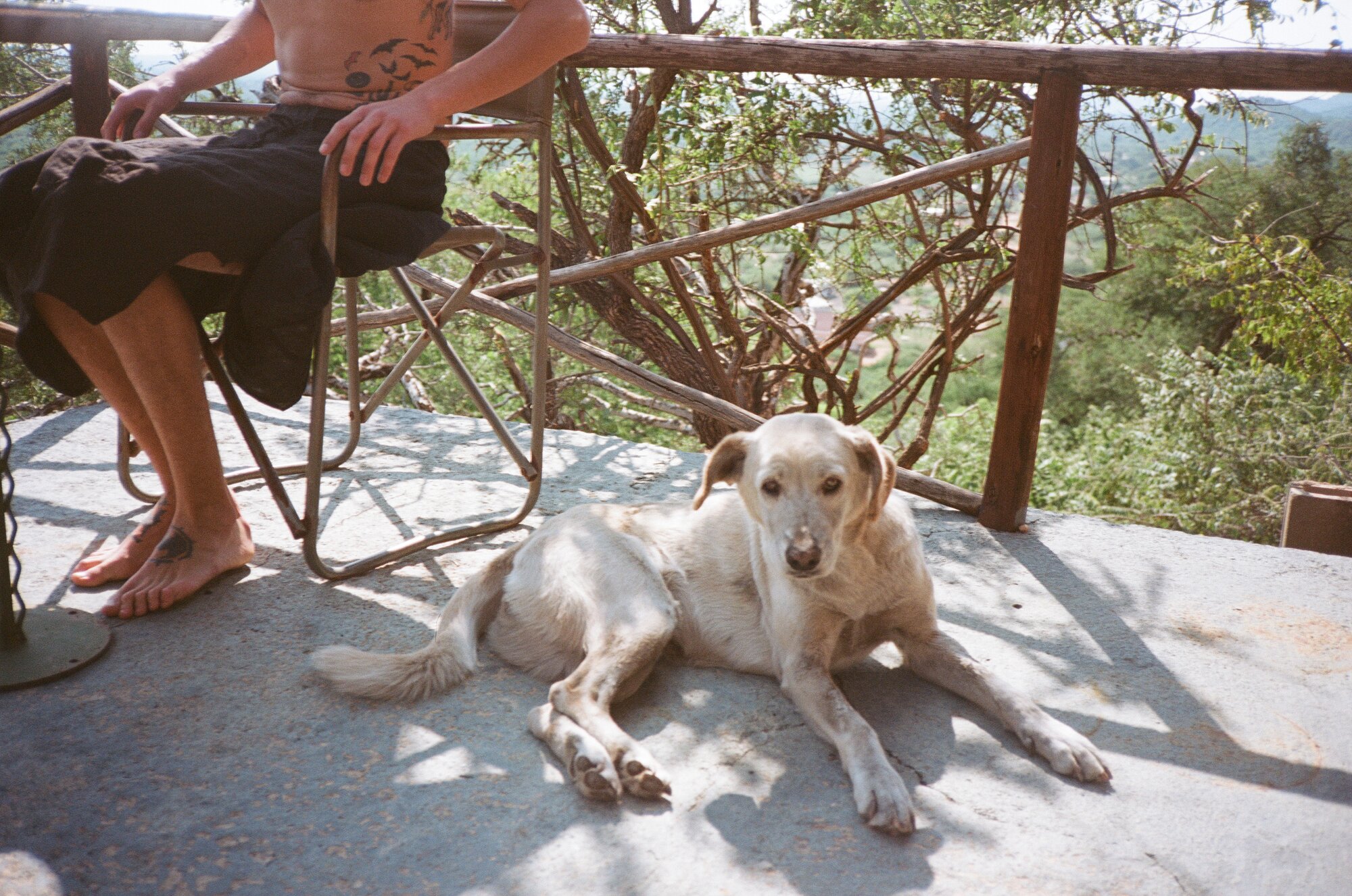 Man's best friend