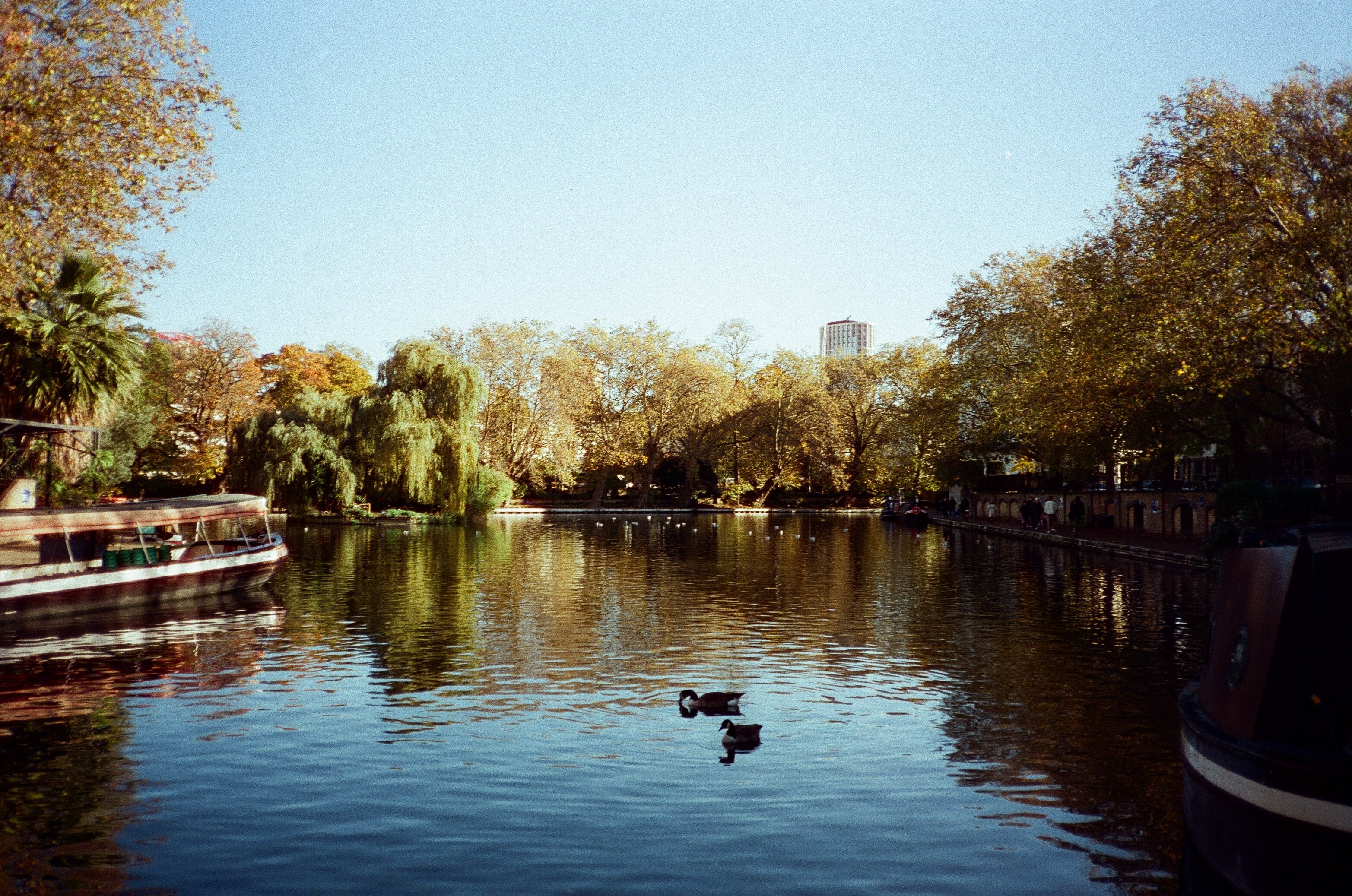Birds playing in Little Venice