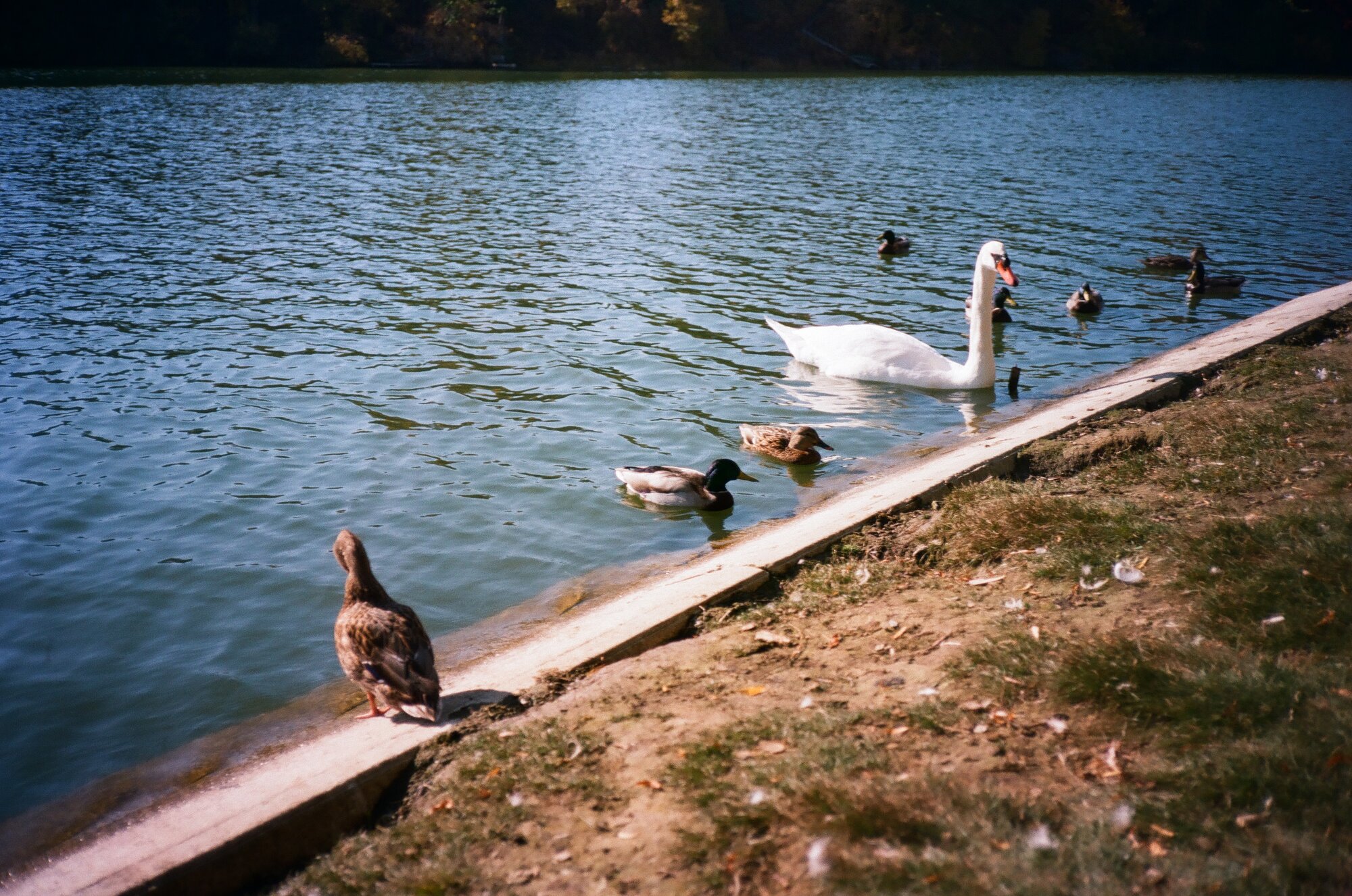 High park